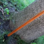 Derby Style Walking Cane - Brazilian Cherry And African Blackwood 2 small