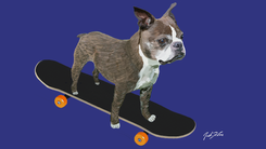 Pets On Skateboards Digital Art 1 small