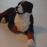 Bernese Mountain Dog — Kingston 1 small