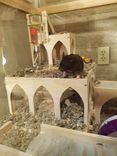 Animal Palace For Hamsters, Gerbils, Etc 4 small