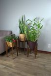 Mid-Century Modern Plant Stand 5 small