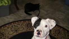 Custom  Fused Glass Pet Portrait Nightlight - 2 small