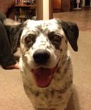 Custom  Fused Glass Pet Portrait Nightlight - Dalmatian 2 small