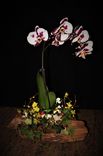 Natural Wood Plant Holder With Hand Sculpted Animal. 1 small