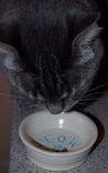 Cat Water And Food Bowl Feeding Set  Custom Made 4 small