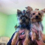 Custom Made Hand Painted Tote Bag With Your Pets Painting 6 small