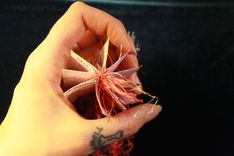 Ornament Wish Book 3 small