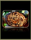 Miniature Art,Leopard Art,Custom Art,Mens Gift,Desk Art,Giraffe Art,Nature Art,Wood Burning,Wolf Art 1 small