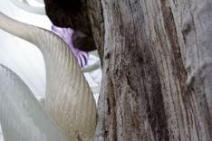 Lost Trees...Reborn' | Custom Chandeliers & Glass Art 4 small