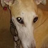 Stained Glass Rendition Of Customers Dogs 3 small