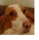 Stained Glass Rendition Of Customers Dogs 4 small