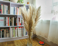 Natural Dried Pampas Grass, Phragmites Communis 1 small