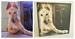 Pet Portrait, Pet Memorial 6 small
