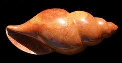 Sea Shells Stone Sculptures 1 small