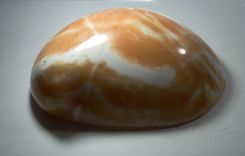 Sea Shells Stone Sculptures 6 small