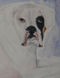Doc-Animal Portrait 2 small