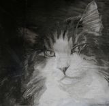 Clairvoyance-Animal Portrait 1 small
