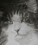 Clairvoyance-Animal Portrait 2 small
