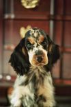 English Spaniel — Lucy 2 small
