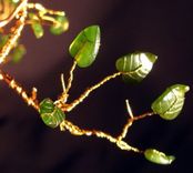 Jade Cascade  #1 - Wire Tree Sculpture 2 small
