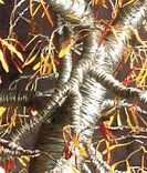 Autumn Bonsai - Wire Tree Sculpture 3 small