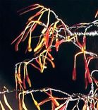 Autumn Bonsai - Wire Tree Sculpture 2 small