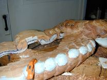 Anchorage Eagle 28 small