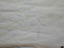 Atlantic Cod 3 small