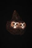 Owl Hand Carved And Sculpted 6 small