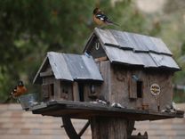 Bird Houses 2 small