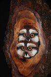 Wood Owl Wall Sculpture 2 small