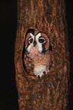 Owl Wood Wall Carving Sculpture 1 small