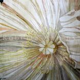 Poppy & Peony Botanicals, Wall Art, Floral Paintings 3 small