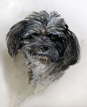Dog Portraits 7 small