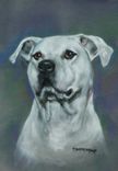 Dog Portraits 10 small
