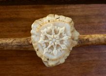 Hand Carved Whitetail Desk 5 small