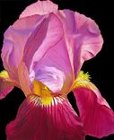Purple Bearded Iris 1 small