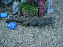 4 Foot Plus Life Like Alligator Concrete Statue Or Water Feature 1 small