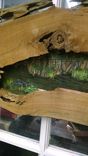Sold Swamp Art On Cypress Specimen 6 Foot Long!! 3 small