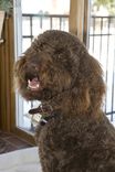 Custom Hand Painted Pet Portraits:18 3 small
