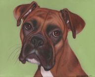 Dee (Boxer) Before And After Photos 1 small