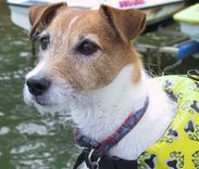 "Buster" Before And After Photos 2 small