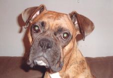 Dee (Boxer) Before And After Photos 2 small