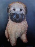 "Otto" Before And After Pet Portrait In Oil 2 small