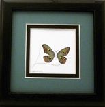Butterflies - Quilled Swallowtail Butterfly Miniature Wall Art Framed 6 small