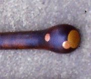 Walking Stick 1 small
