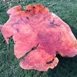 Exotic Burl Coffee Table 1 small