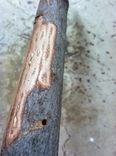 Walking Cane 6 small