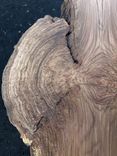 Live Edge Red Oak Burl Table 6 small