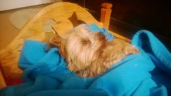 Custom Pet Beds 2 small